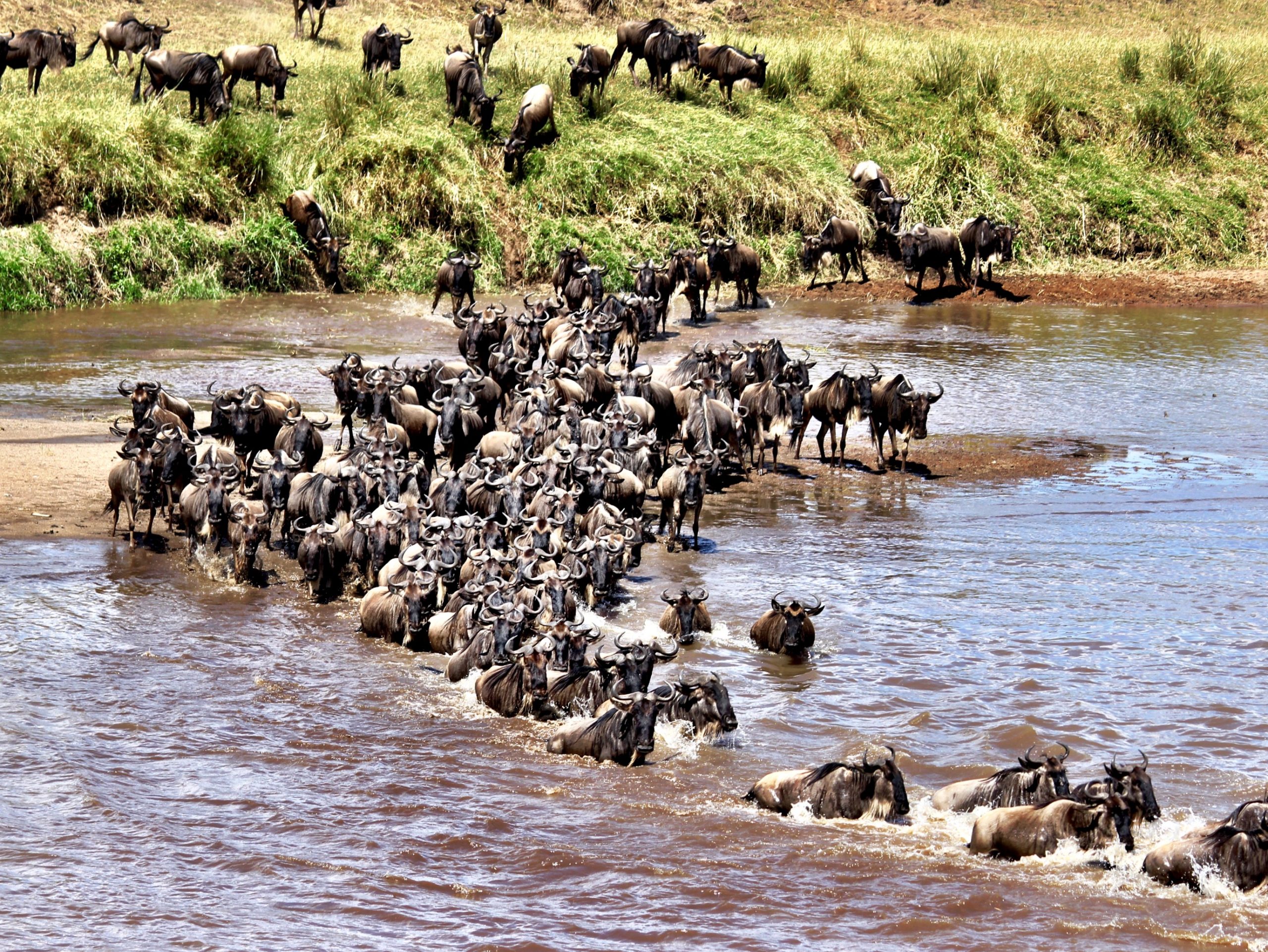 Duma Explorer_Wildebeest Migration crossing river